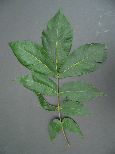 {Carya laciniosa}
